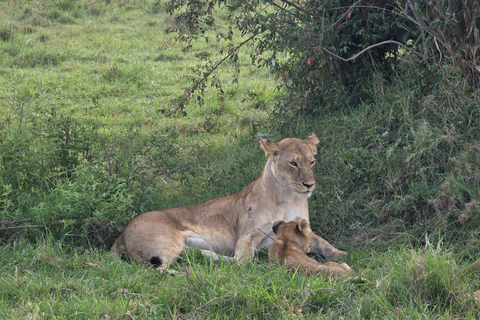 From Nairobi: 2 Days Maasai Mara Group Safari in 4WD Jeep 2 Days Maasai Mara Private safari