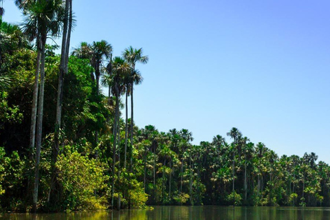 Tambopata: Sandoval Lake and Cayman Safari 2 days