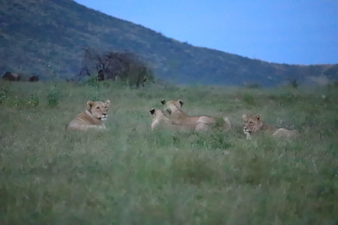 Johannesburg: Kwa Maritane Transfer en Game Drive-pakket