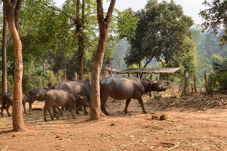 Chiang Mai: Cultura Karen, caffè e natura