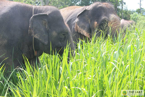 Phuket: Gå och plantera Promenad och plantering i Elephant Nature Park BesökPhuket: Gå och plantera i Elephant Nature Park Besök