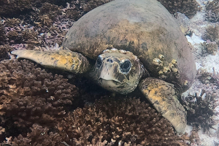 Muscat : Les îles Daymaniat s&#039;essaient à la plongée sous-marine