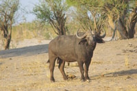 Hwange Full Day Safari Tour - Housity