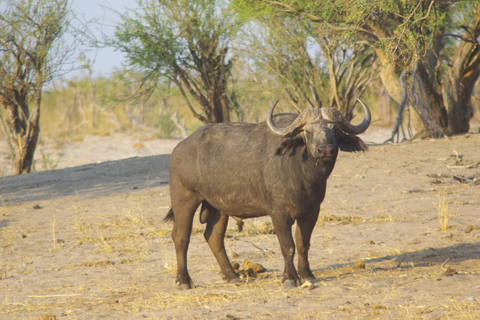 Hwange heldags safariturHwange heldagstur med safari