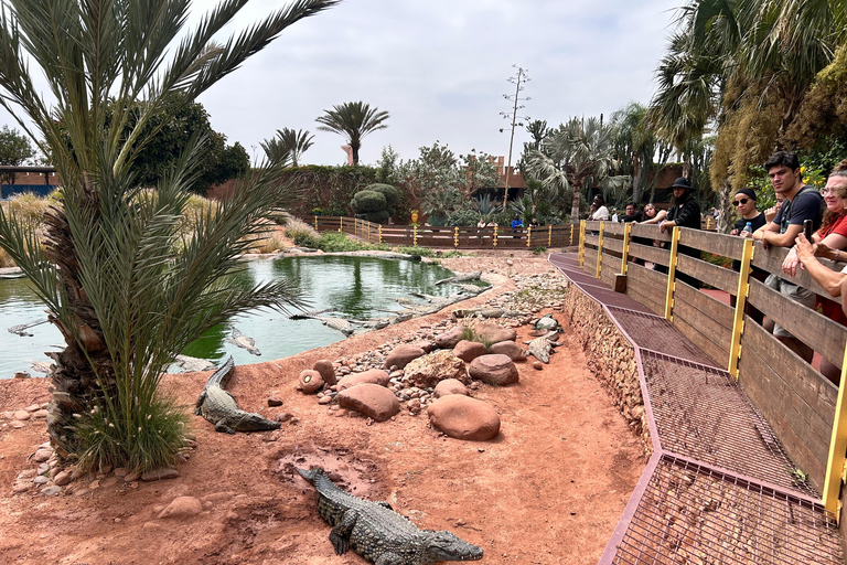 Agadir: Kabelbaan, Crocopark en Geiten op Bomen TourVanuit Taghazout: kabelbaan, crocoparc en geit op bomen tour