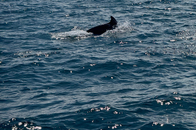 Chagwido Boat Fishing, Dolphin Watching with Local Lunch