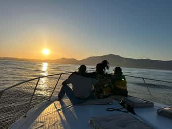Estepona: Delfinsøkende solnedgangscruise med drikke og snacks