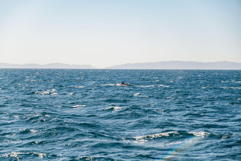 San Pedro: West Harbor LA Dolphin & Whale Watching Cruise