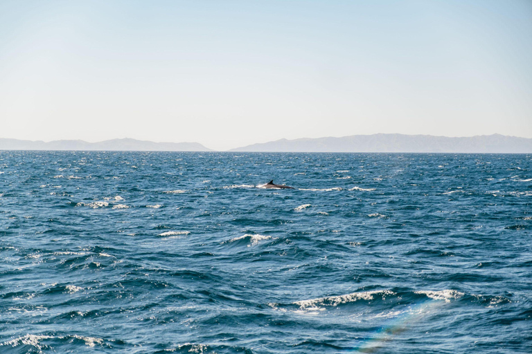 San Pedro: West Harbor LA Dolphin & Whale Watching Cruise