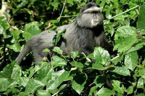 Day tour to Kakamega Rainforest from Kisumu