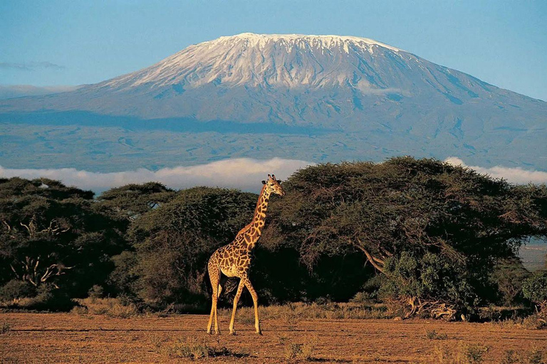 Moshi ou Arusha : excursion de 4 jours avec les Hadzabe, les Maasai et les KaheMoshi ou Arusha : excursion de 4 jours avec les Hadzabe, les Massaï et les Kahe