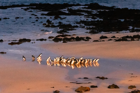 Melbourne Puffing Billy &amp; Penguins Day Tour