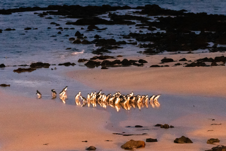 Melbourne Puffing Billy &amp; Penguins Day Tour