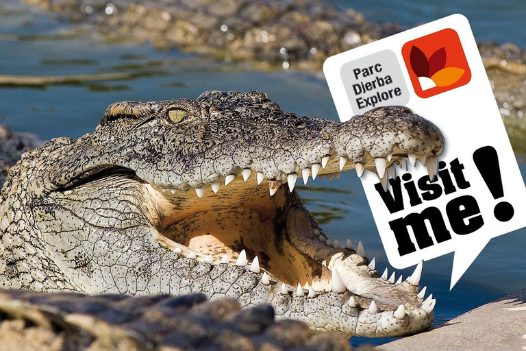Full-Day Guided Djerba Island Tour & Crocodile Park + Lunch