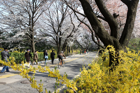 Seoul: Jinhae or Chasing Cherry Blossom &amp; Spring Flower TourChasing Cherry Blossom Tour, Meet at Hongik University St