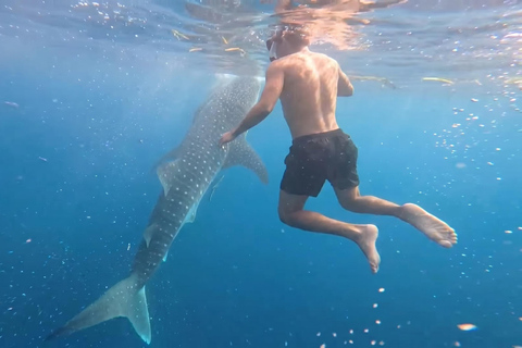 From Boracay: Whale Shark Experience with Free Transfers Libertad Whale Shark Experience (Join-in)