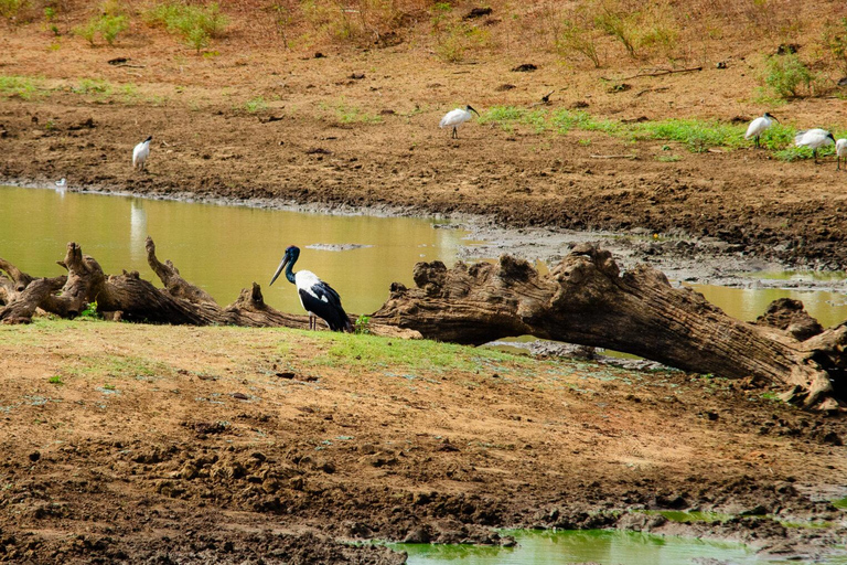 Yala National park with Safari jeep & tickets from Ella Yala National park safari with jeep & tickets from Ella