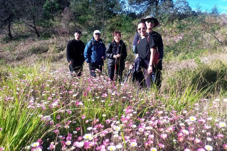 De Yogyakarta: Excursão de trekking ao nascer do sol no Monte Prau