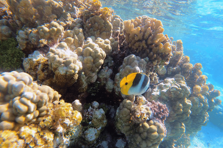 Tahaa & Raiatea: Coral Garden, Tropical Snorkeling, and Pearl Farm