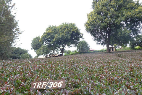 Nairobi: Purple Tea Farm Tour & Tasting Daytrip