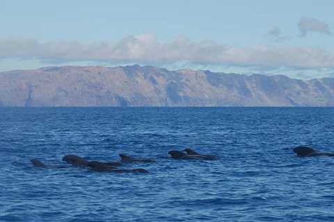 من فونشال: جولة إرشادية إلى جزر ديزرتاس