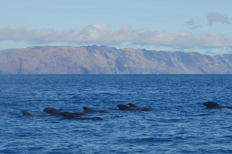 من فونشال: جولة إرشادية إلى جزر ديزرتاس