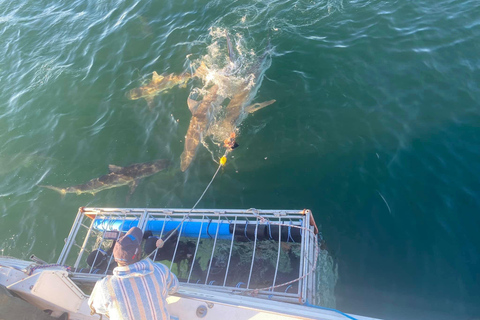 Le Cap : plongée dans les cages à requins avec repas et boissons