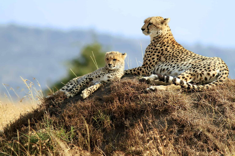 7 jours de safari en Tanzanie