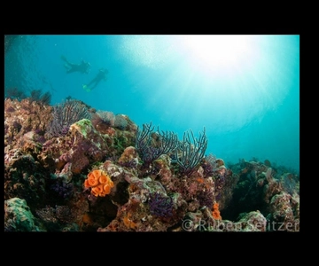 Puerto Vallarta: Exploração subaquática de La Corbeñeta