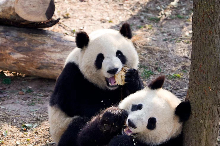 Guangzhou: Guangzhou Zoo Official Entry Ticket with Pandas Guangzhou Zoo Official Entry Ticket with Pandas