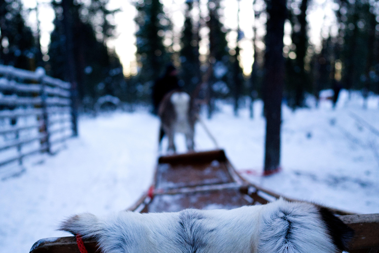 Levi: Enchanted 1.5km Forest Reindeer Sleigh Ride