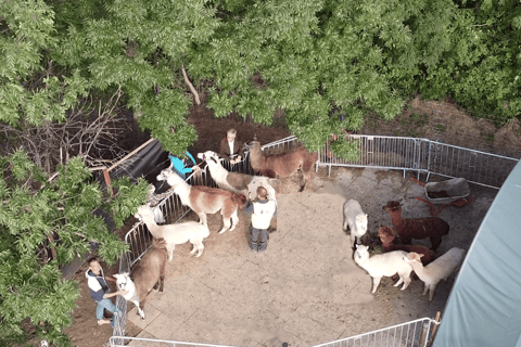 Mödling: Excursión panorámica guiada con alpacas y llamas