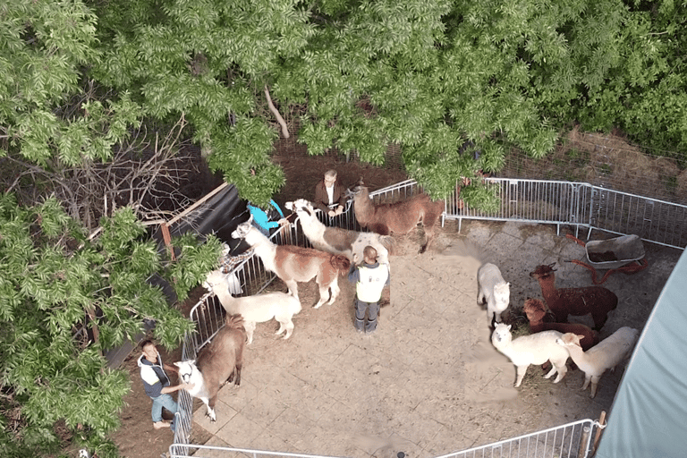 Mödling: Excursión panorámica guiada con alpacas y llamas