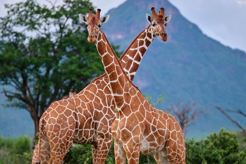 Zanzibar: Mikumi National Park Safari with Flight