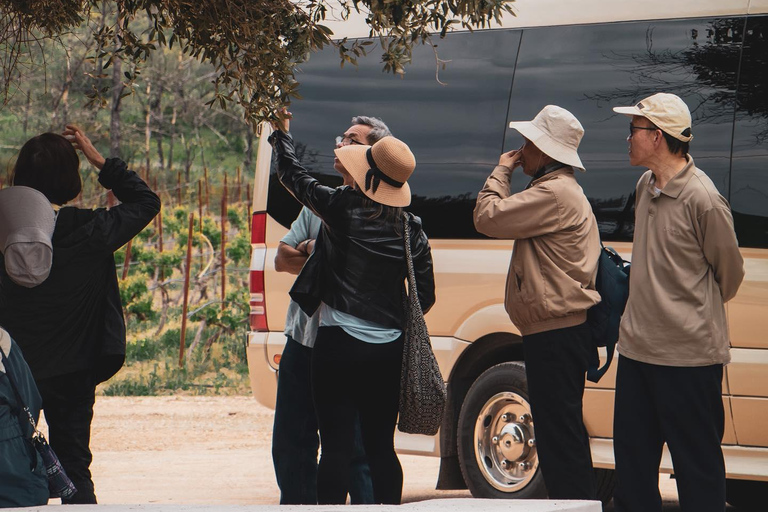 Rodas: Visita a Bodegas y Degustación