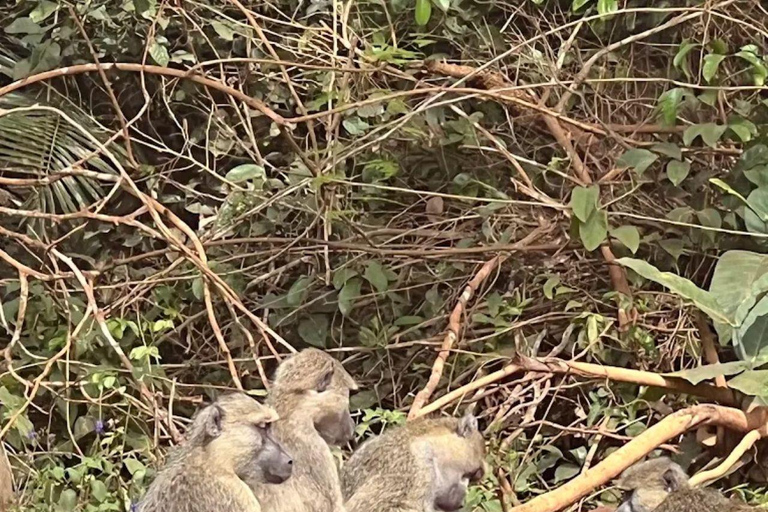 Diani: Guided day trip to Shimba Hills Reserve with lunch