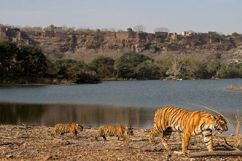 Depuis Jaipur : Excursion d&#039;une journée dans le parc national de Ranthambore avec safariDepuis Jaipur : Excursion d&#039;une journée au parc national de Ranthambore avec safari