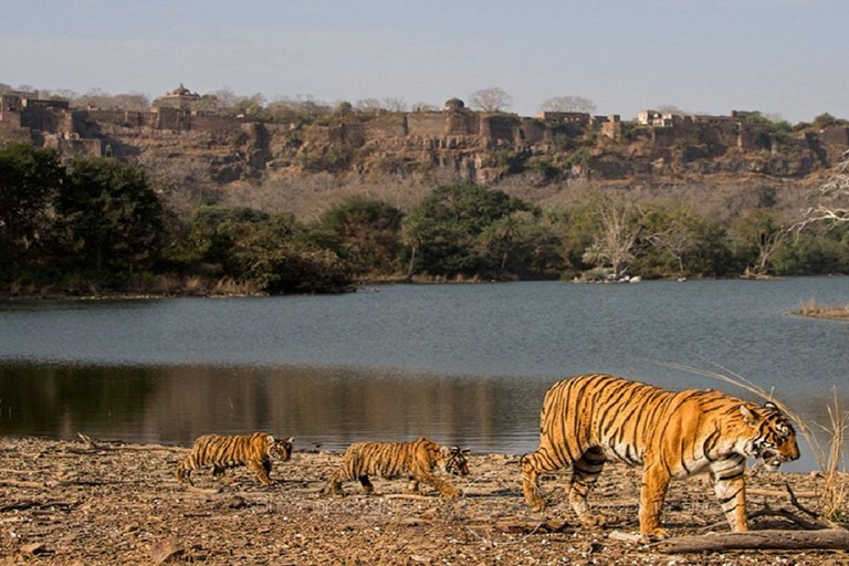 Vanuit Jaipur: Dagtrip Ranthambore National Park met Safari