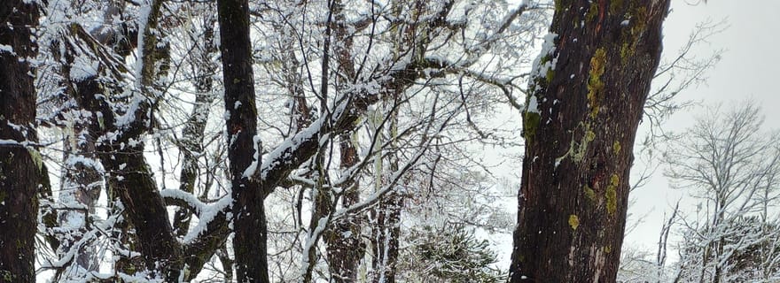 Randonnée en raquettes à la base du volcan Villarrica et à la cascade