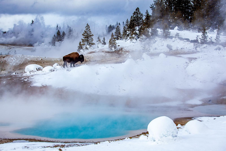 Salt Lake City: 4-Day Yellowstone & Grand Teton Winter Tour