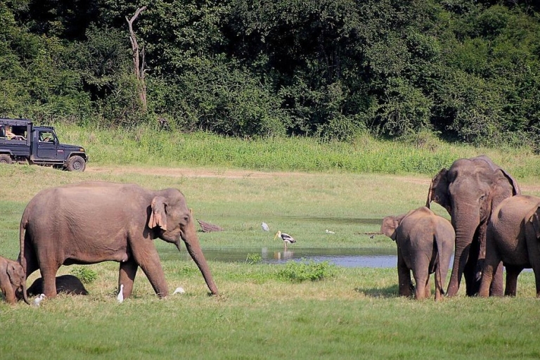 Hele dag Dambulla, Sigiriya, Minneriya safari vanuit ColomboWinter/zomer 2024