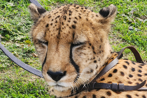 Cape Town:Cheetah Big Cat Sanctuary and Wine Tasting Tour