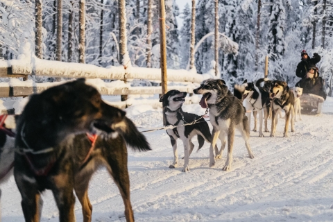 Rovaniemi : safari en motoneige, fermes de rennes et huskys