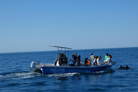 Sesimbra: Tour in barca per l&#039;osservazione dei delfini di Arrábida con biologoSesimbra: Tour in barca con biologo per l&#039;osservazione dei delfini di Arrábida