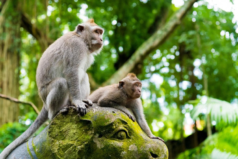 Ubud: Monkey Forest, Water Temple, Rice Terrace & Waterfall Ubud Full Day Tour 8-12 hours