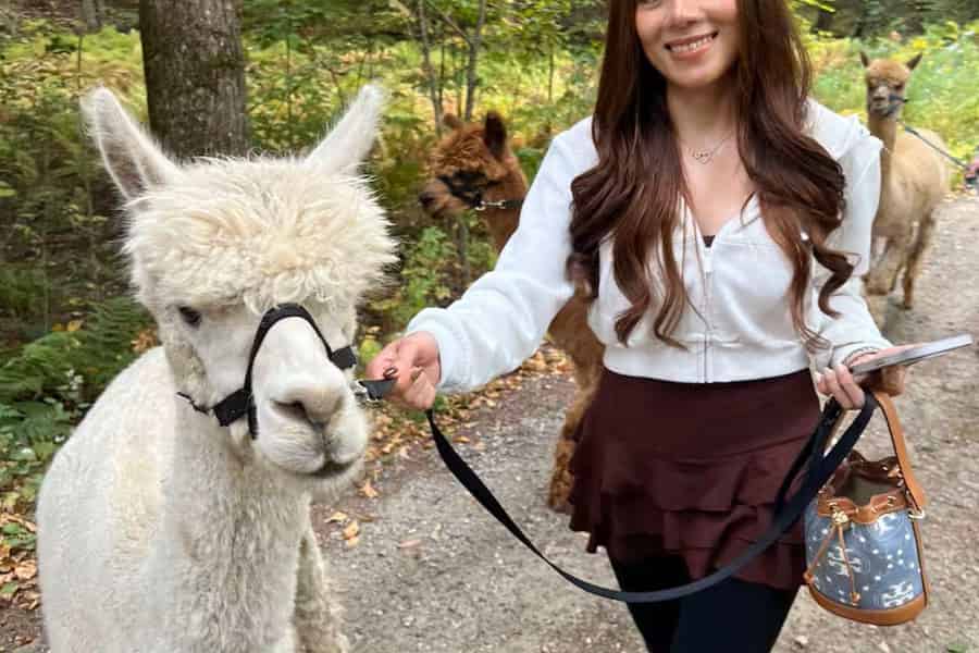 Grafton: Alpaka-Spaziergang und Handfütterung. Foto: GetYourGuide Grafton: Alpaka-Spaziergang und Handfütterung. Foto: GetYourGuide