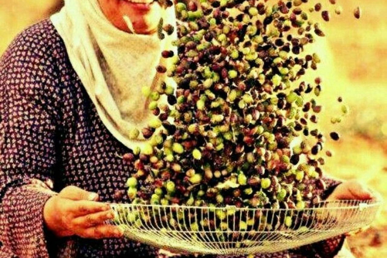 Da Hammamet: visita guidata privata di Oudhna e degustazione di olio d&#039;oliva