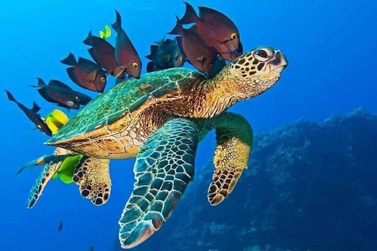 Wyspa Mnemba: półdniowa wycieczka łodzią z pływaniem z delfinami i nurkowaniem z rurkąPrywatna wyspa Mnemba – nurkowanie z rurką i pływanie z delfinami