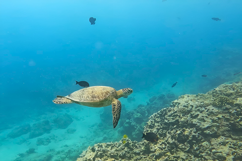 Oahu : aventure de plongée avec tuba dans le Turtle Canyon avec équipementOahu : Aventure de plongée avec tuba dans le Turtle Canyon, équipement fourni