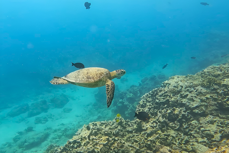 Oahu : aventure de plongée avec tuba dans le Turtle Canyon avec équipementOahu : Aventure de plongée avec tuba dans le Turtle Canyon, équipement fourni